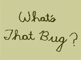 What's That Bug?